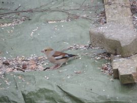 Klicken f�r Bild in voller Gr��e