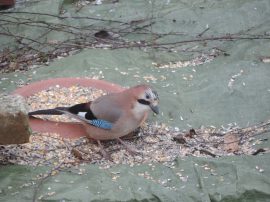 Klicken f�r Bild in voller Gr��e