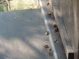 Klicken f�r Bild in voller Gr��e