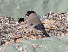 Klicken f�r Bild in voller Gr��e