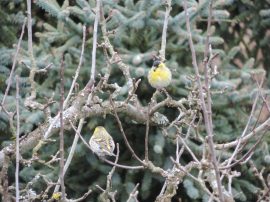 Klicken f�r Bild in voller Gr��e