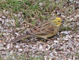 Klicken f�r Bild in voller Gr��e