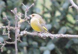 Klicken f�r Bild in voller Gr��e