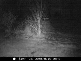 Klicken f�r Bild in voller Gr��e