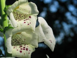 Klicken f�r Bild in voller Gr��e