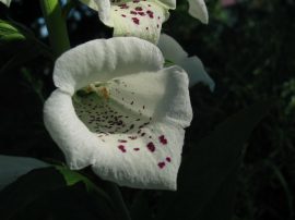 Klicken f�r Bild in voller Gr��e