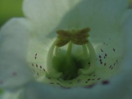 Klicken f�r Bild in voller Gr��e