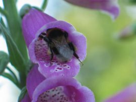 Klicken f�r Bild in voller Gr��e