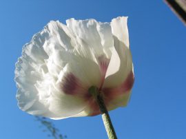 Klicken f�r Bild in voller Gr��e