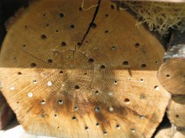 Klicken f�r Bild in voller Gr��e