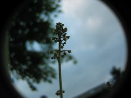 Klicken f�r Bild in voller Gr��e