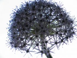 Klicken f�r Bild in voller Gr��e