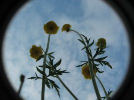 Klicken f�r Bild in voller Gr��e