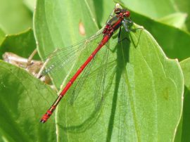 Klicken f�r Bild in voller Gr��e