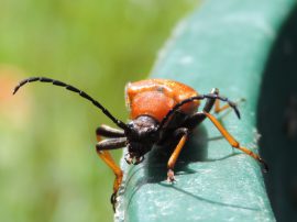 Klicken f�r Bild in voller Gr��e