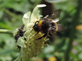 Klicken f�r Bild in voller Gr��e