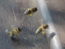 Klicken f�r Bild in voller Gr��e