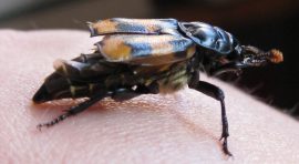 Klicken f�r Bild in voller Gr��e