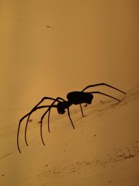 Klicken f�r Bild in voller Gr��e