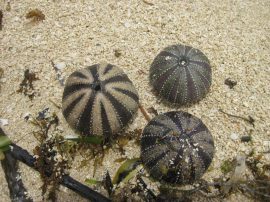 Klicken f�r Bild in voller Gr��e