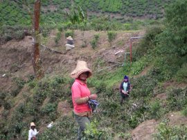 Klicken f�r Bild in voller Gr��e