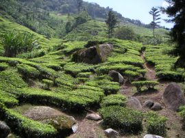 Klicken f�r Bild in voller Gr��e