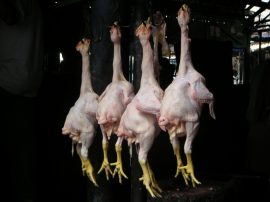 Klicken f�r Bild in voller Gr��e