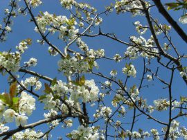 Klicken f�r Bild in voller Gr��e