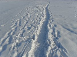 Klicken f�r Bild in voller Gr��e