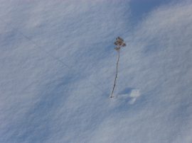 Klicken f�r Bild in voller Gr��e